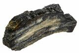 Mammoth Molar Slice With Case - South Carolina #106526-2